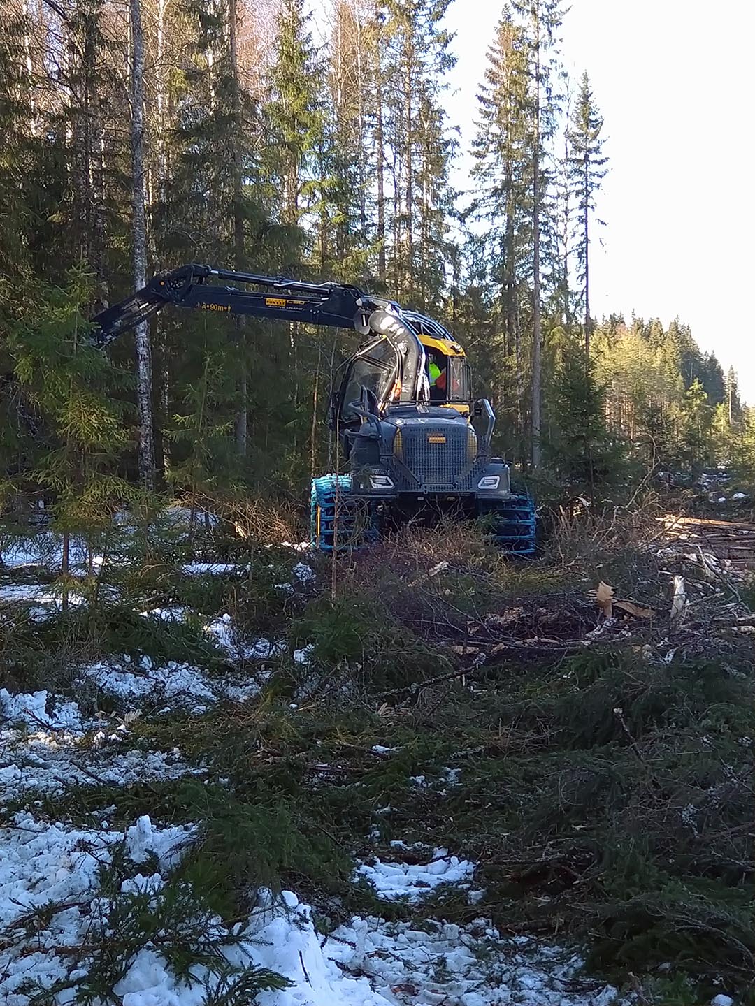 Oikea-aikainen metsänhoito varmistaa tuottavan metsän kasvun